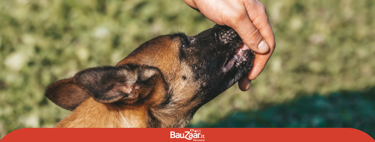 snack e premietti per l'addestramento del cane