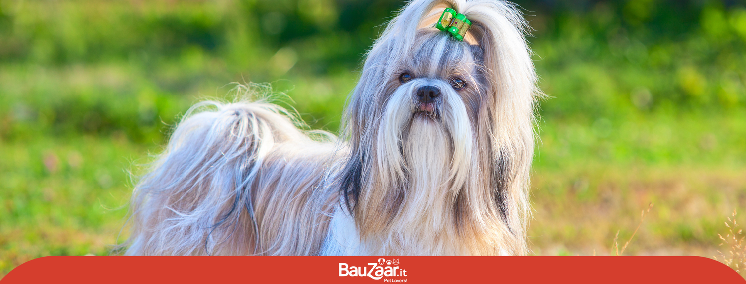 Shih Tzu: cane intelligente, attivo, amichevole e indipendente