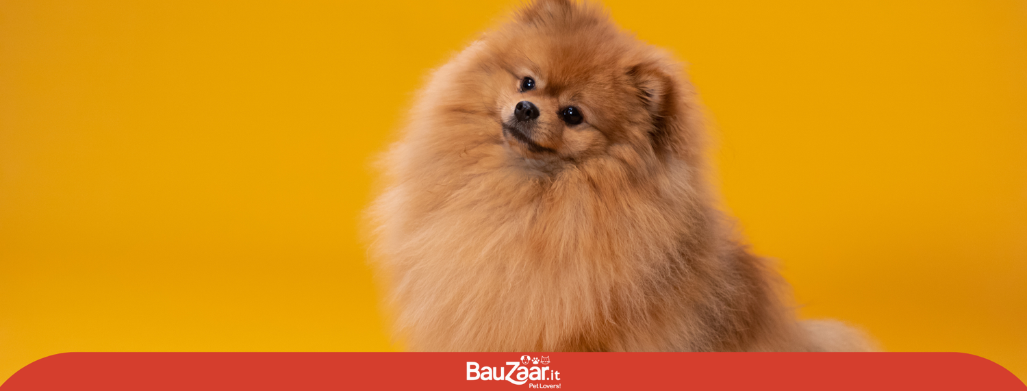 Volpino di Pomerania
