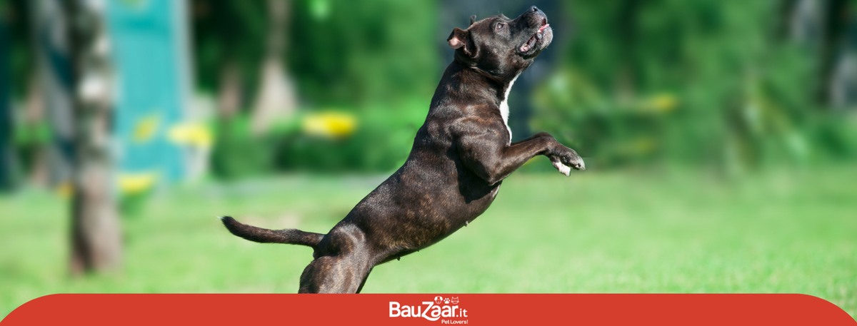 Pitbull (American Pitbull Terrier): carattere e cuccioli