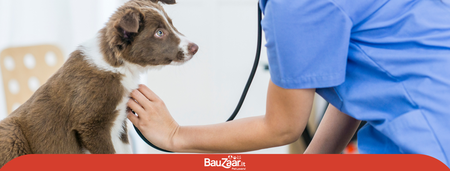 Check up del veterinario; quando e perchè!
