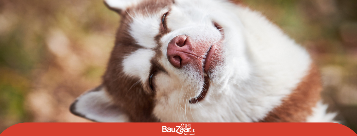 Husky: carattere, cucciolo e cura del Siberian Husky