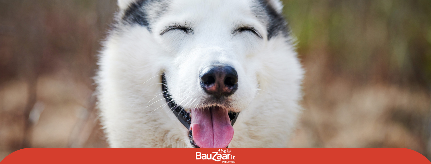 Scherzetto da cani!