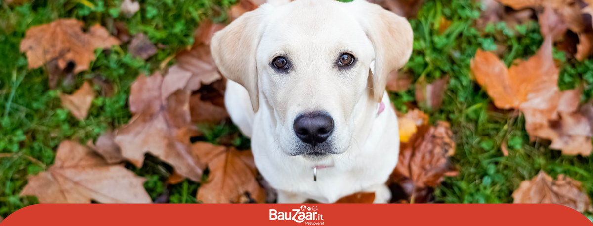 Labrador: carattere, cucciolo, colori e peso del Retriever