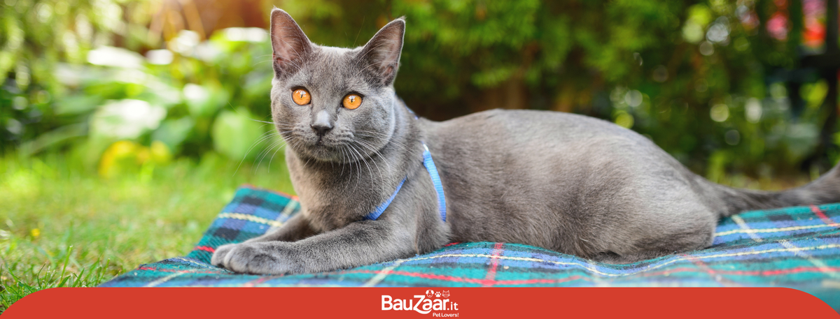 Gatto Certosino: carattere, caratteristiche e cuccioli
