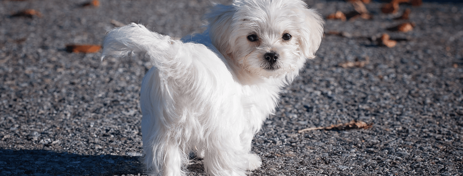 Maltese: razza dal carattere vivace, attento e dolce