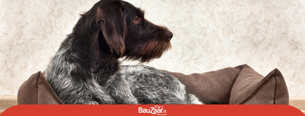 Cucce per cani: perchè sono importanti