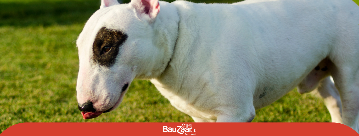 Bull Terrier: caratteristiche e comportamento