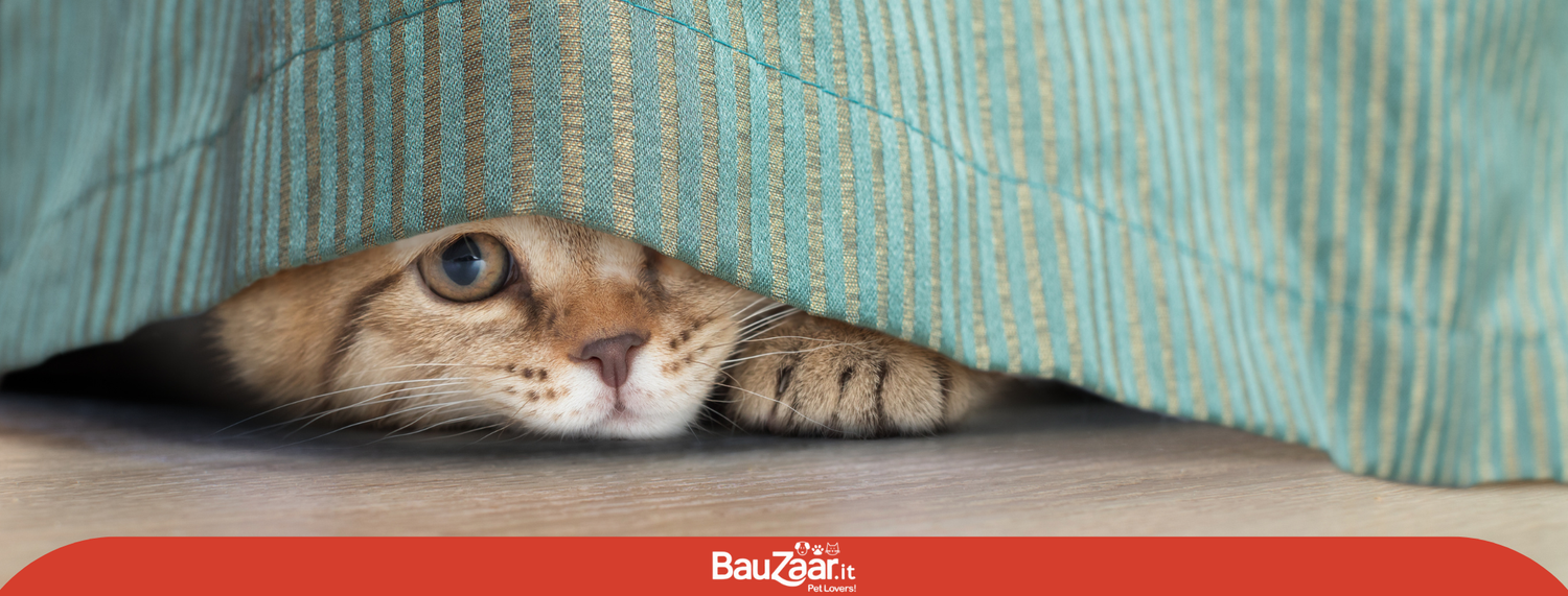 Gatto introverso? Gioia assicurata!