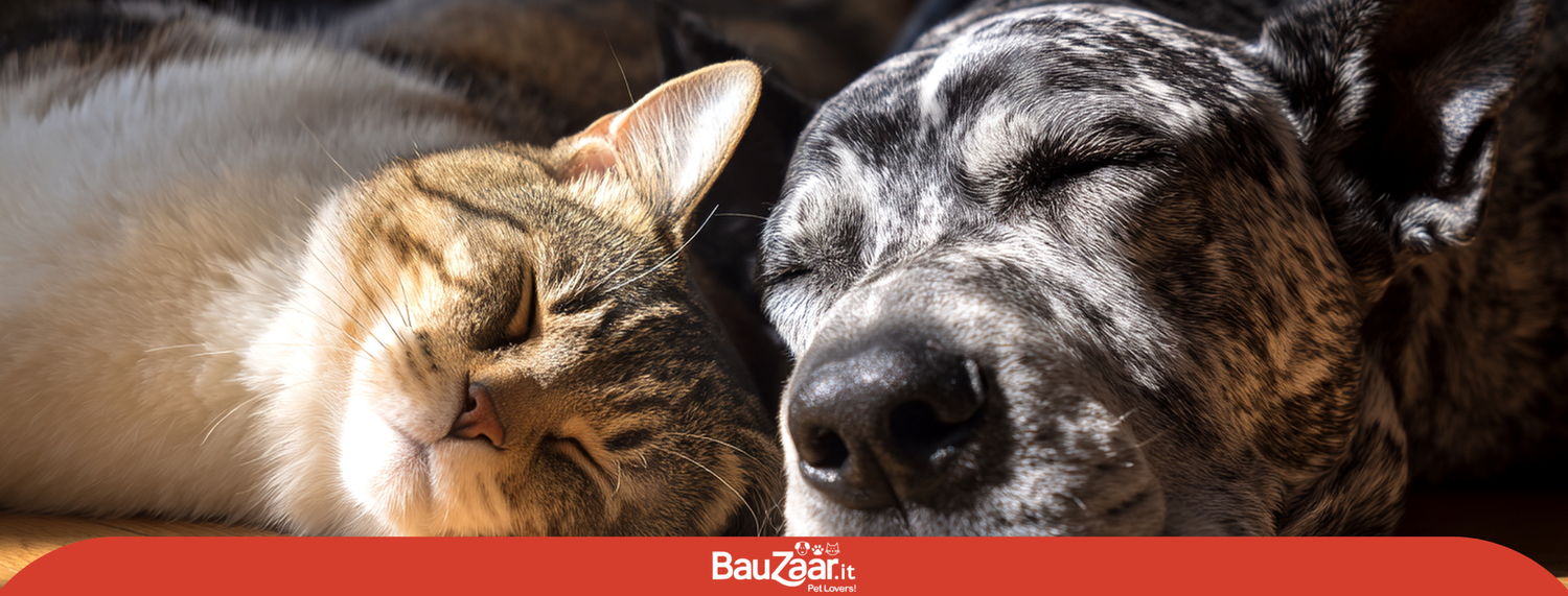 Gatto e cane anziano: invecchiamento e prevenzione
