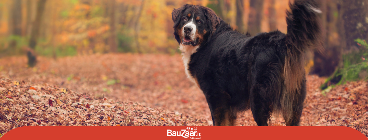 Bovaro del Bernese