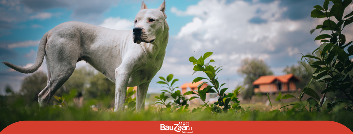 Dogo Argentino: carattere, cucciolo, peso e salute