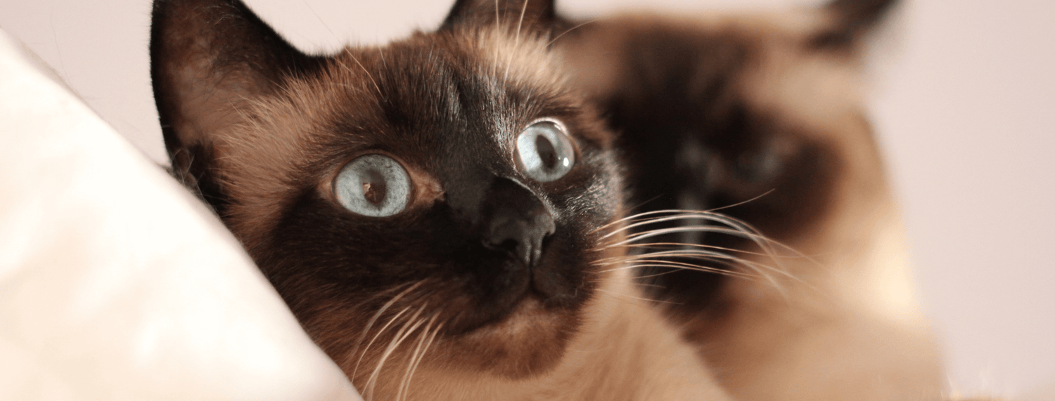 Gatto Siamese: la guida completa, dal carattere alla cura e tutte le caratteristiche