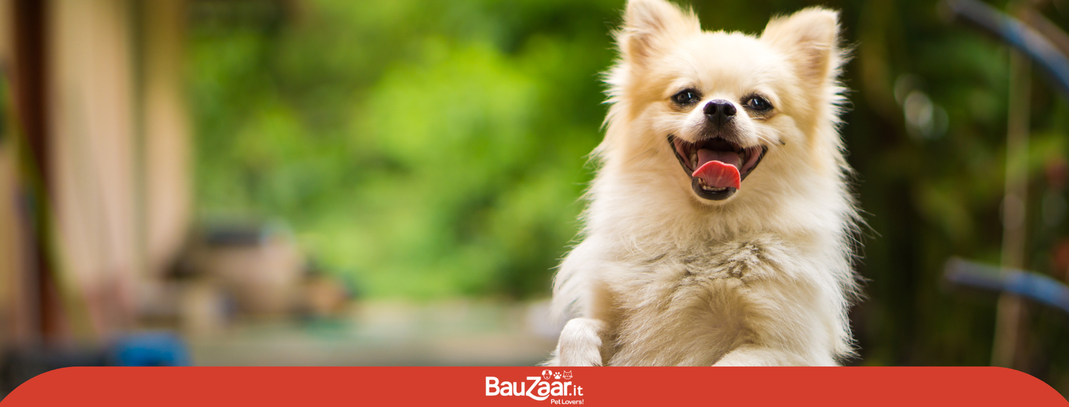 Caratteristiche del cane estroverso