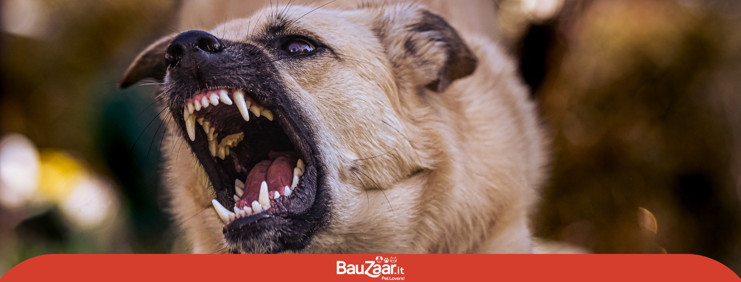 Rabbia nel cane: sintomi, rischi e terapia