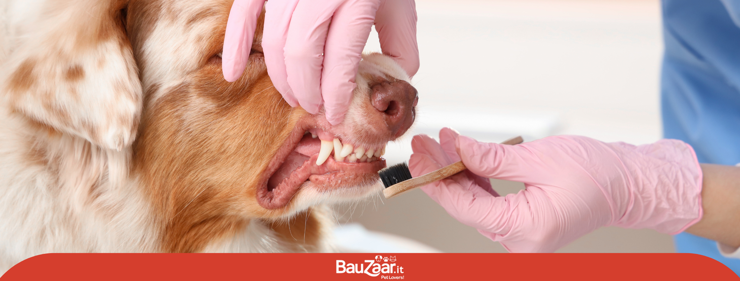 Cane e gatto: marzo mese della prevenzione dentale