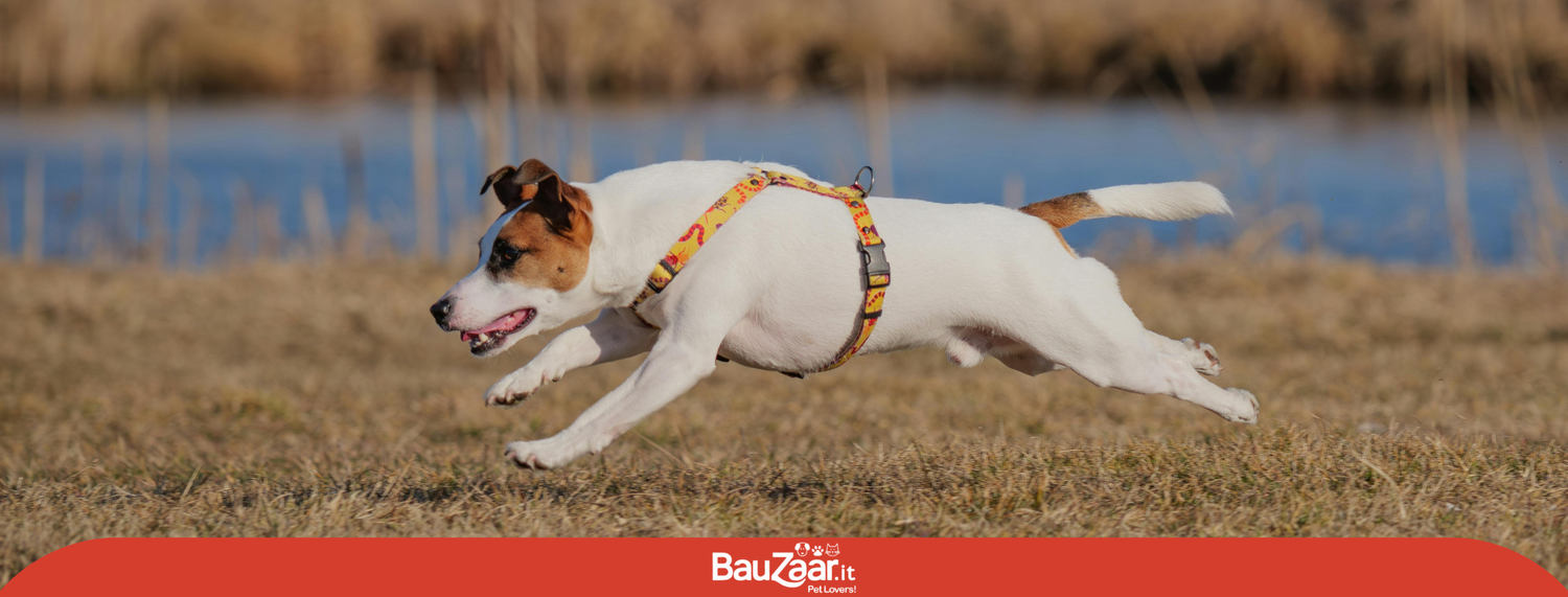 Jack Russell: razza di cane dal carattere tenace e risoluto