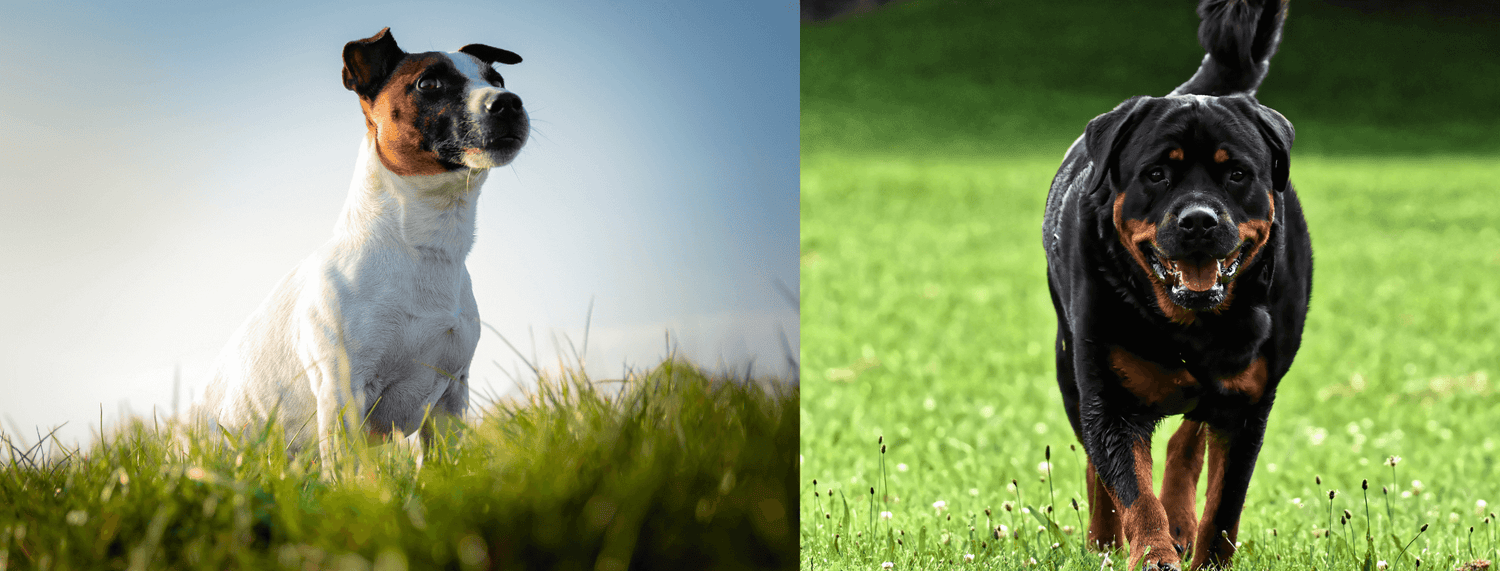 Jack Russell o Rottweiler?