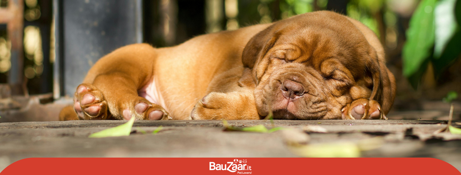 Dogue de Bordeaux