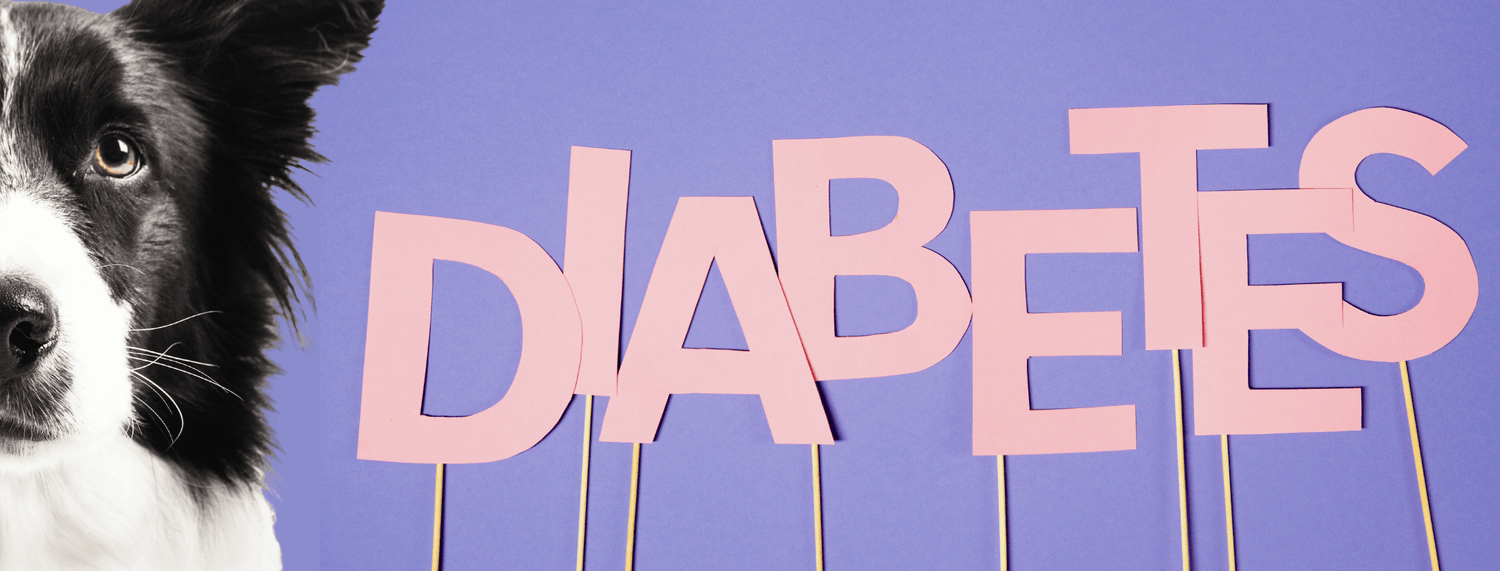 Diabete nel cane