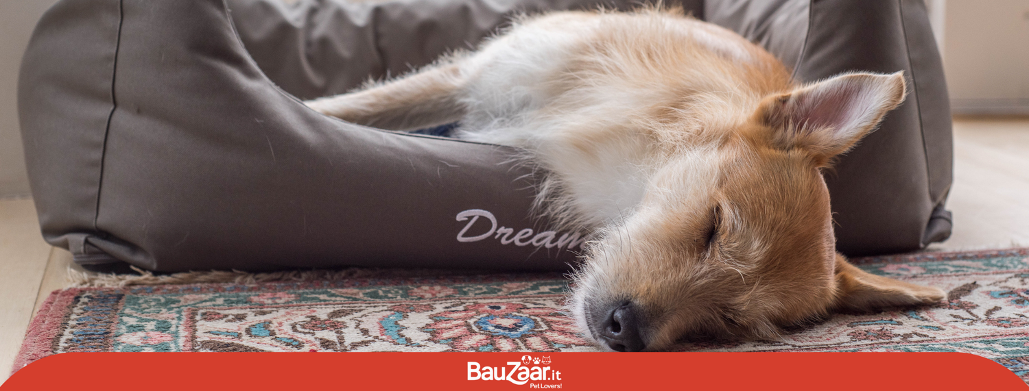 Cuccia per cani: come scegliere