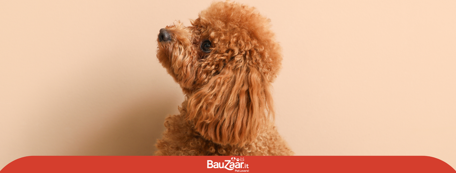 Barbone: razza di cane intelligente, reattivo e fedele
