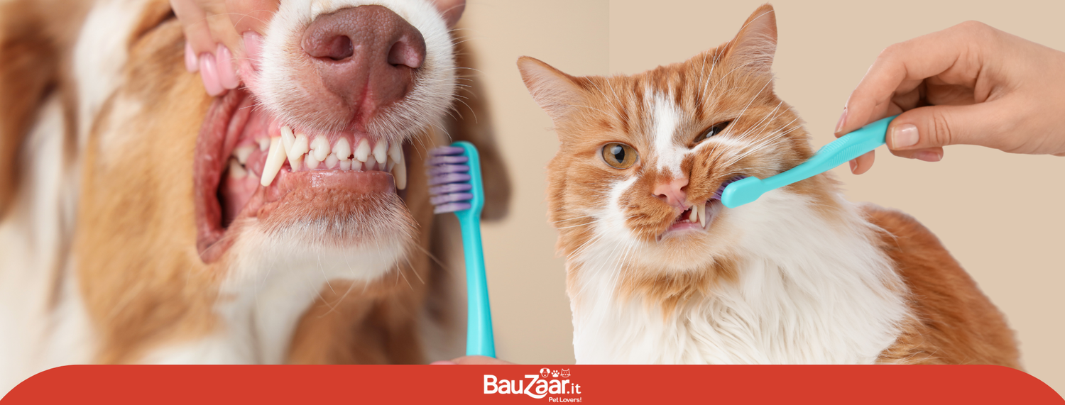 I denti del cane e del gatto: conosci le differenze?
