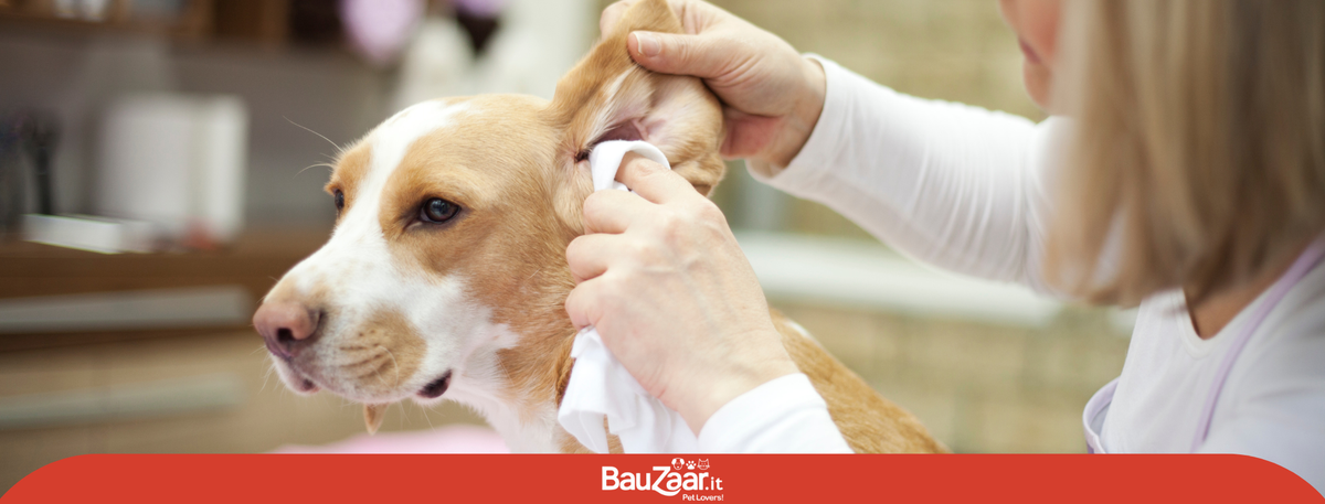 Come pulire le orecchie del cane?