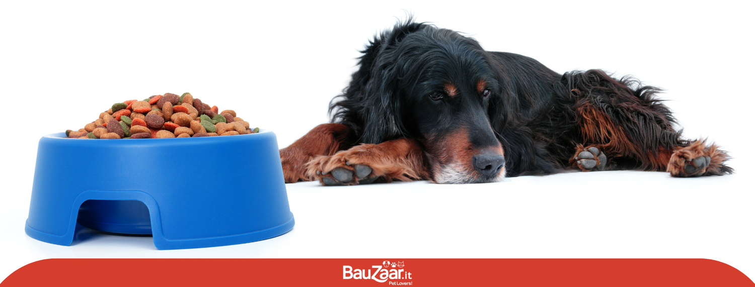 Inappetenza nel cane: cause e rimedi