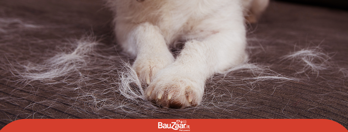 La muta del pelo nel cane e nel gatto
