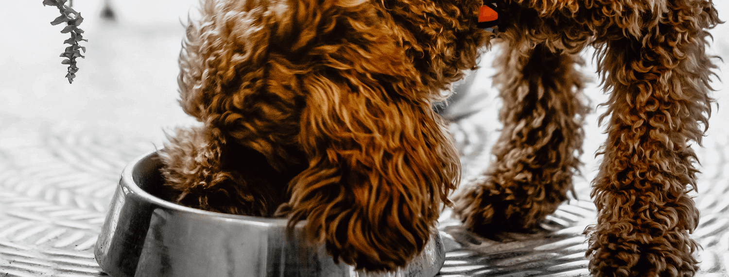 Alimentazione del cane: consigli