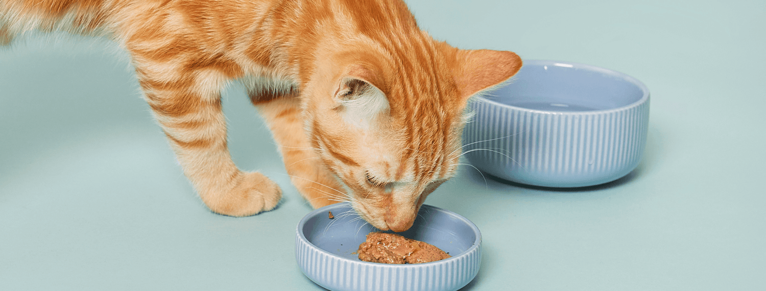 Alimentazione del gatto: consigli