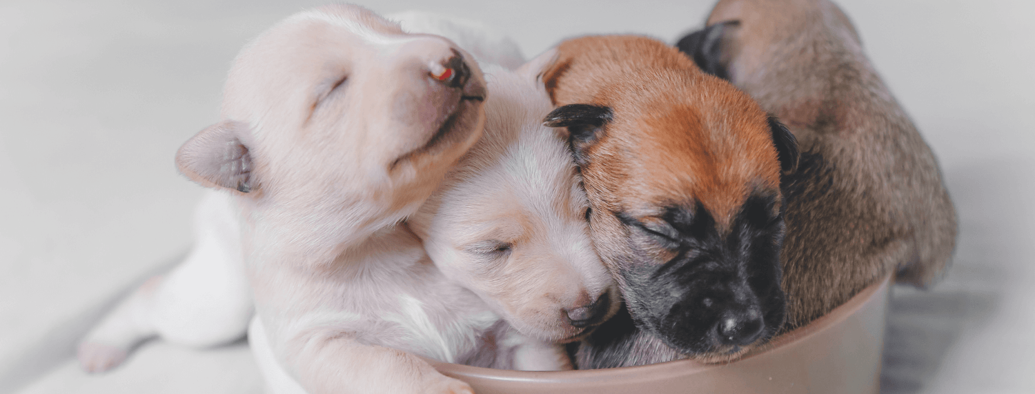 Alimentazione nei cuccioli