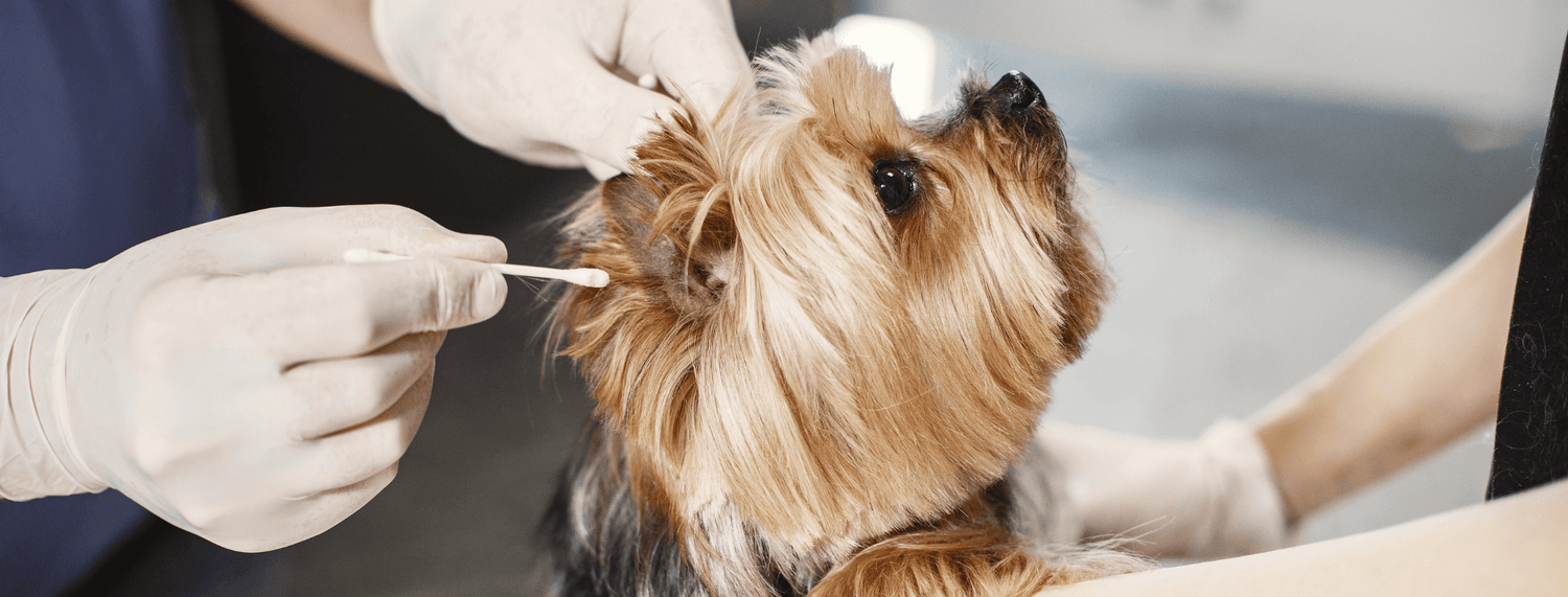 Antiparassitari per cani, perchè sono utili