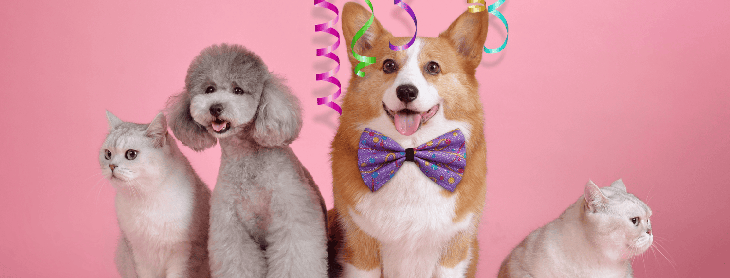 Aprile con i nostri pelosi