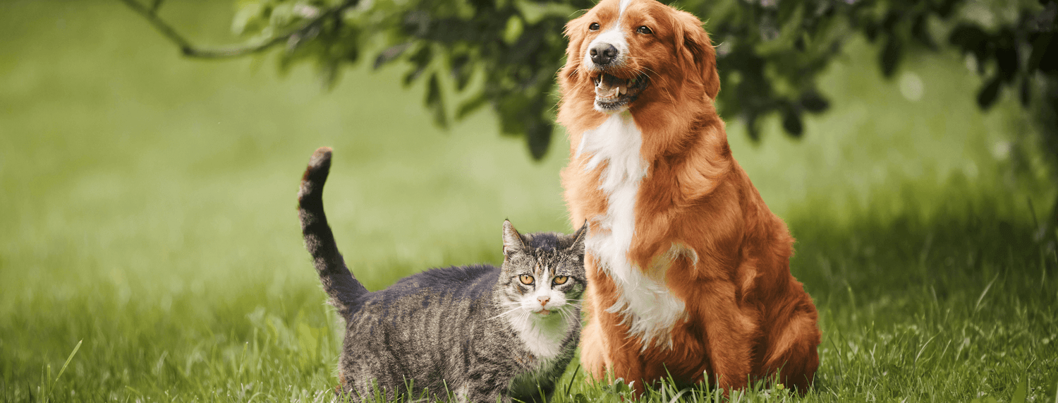 Avvelenamento: come difendere i nostri pet