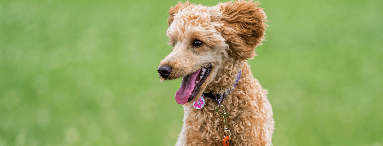 barbone: tutto quello che c'è da sapere sulla razza canina