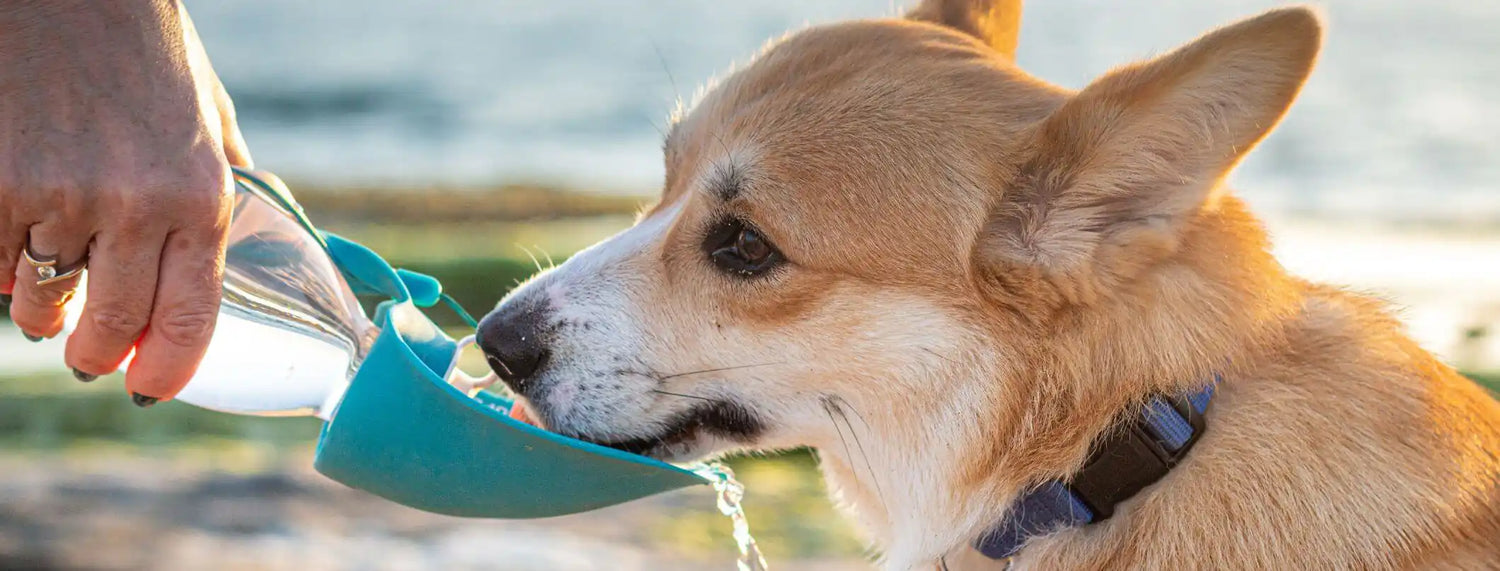Bere, fondamentale per il tuo animale Approfondimenti, La voce del Brand, Razze canine, Razze gatti, Veterinaria  bauzaarit.myshopify.com 