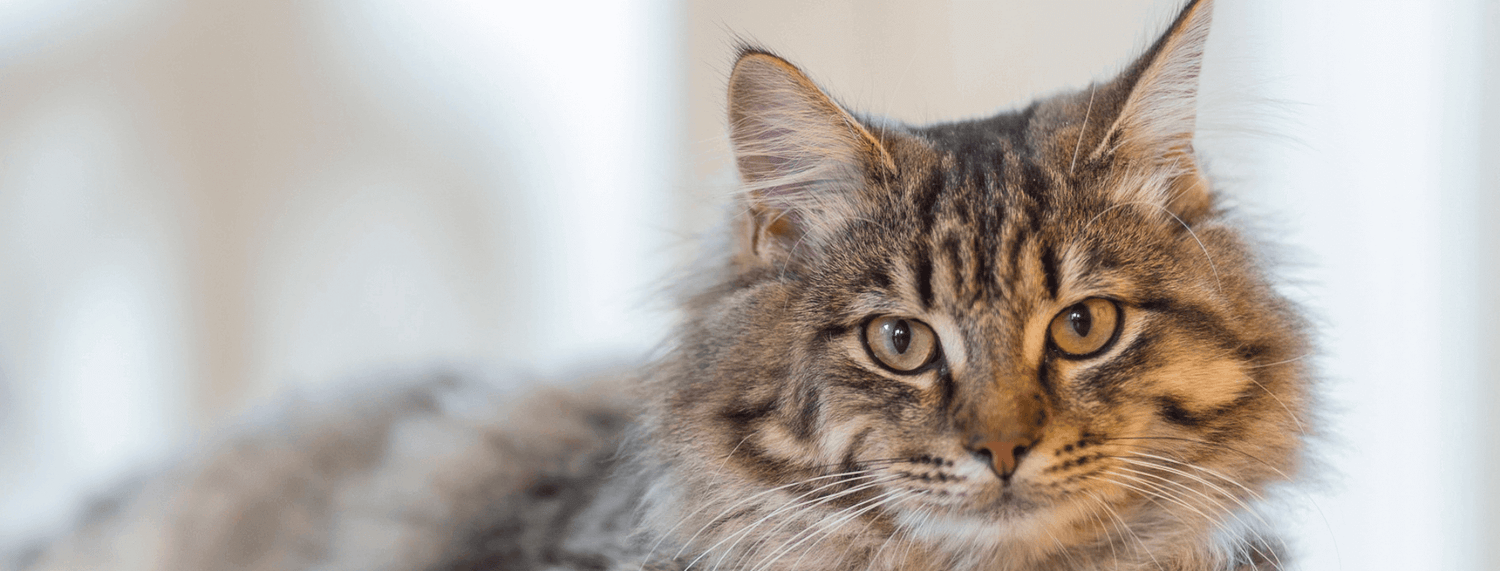 Razza di gatti Bobtail