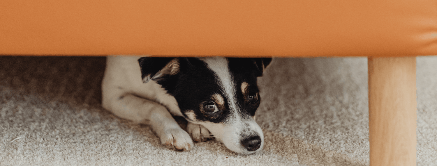 Botti di capodanno e animali: cosa fare?