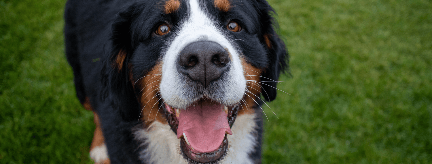 Bovaro del Bernese