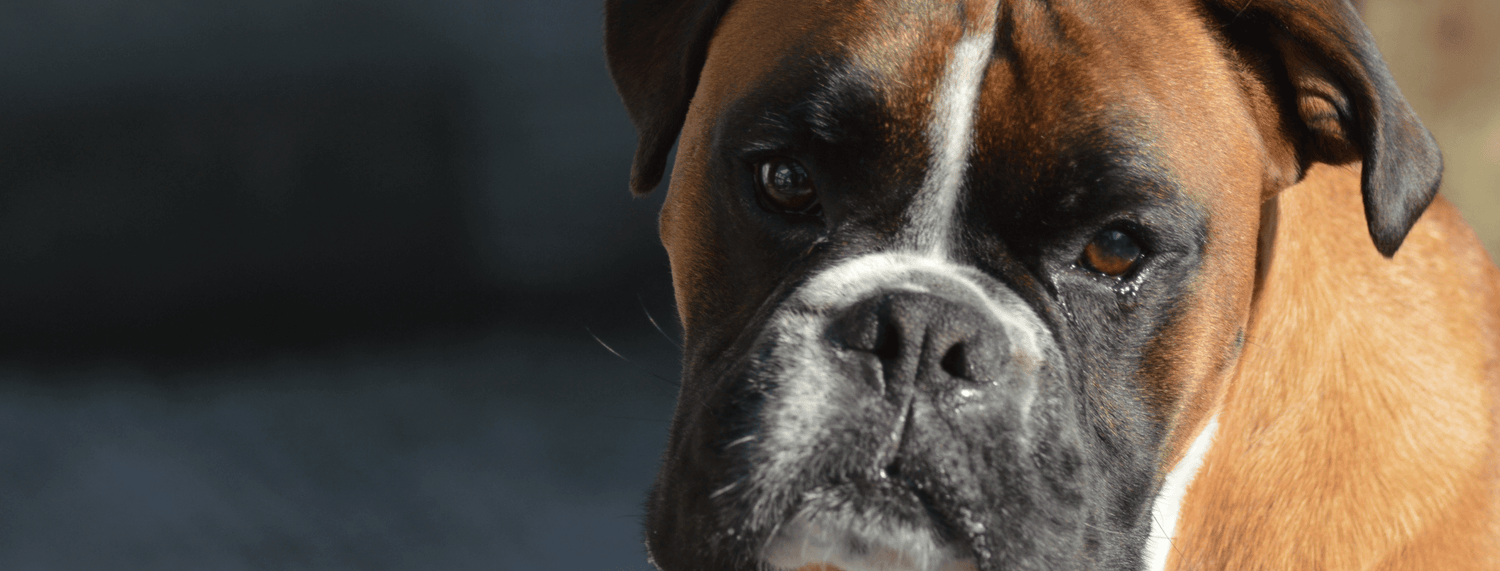 Boxer, il cane molosside di origine tedesca