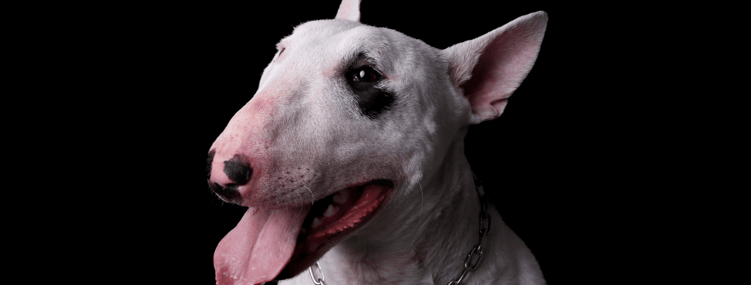 Bull Terrier, caratteristiche, comportamento e curiosità sulla razza canina
