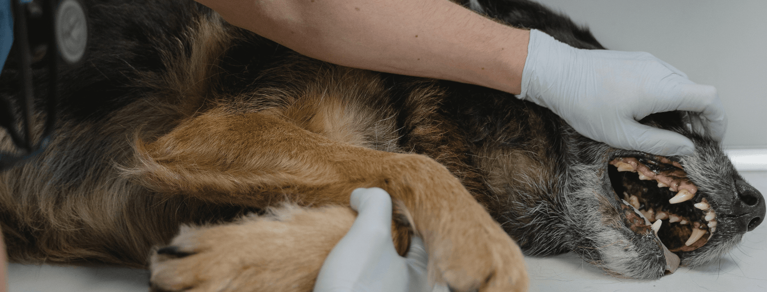 Cane e gatto: marzo mese della prevenzione dentale