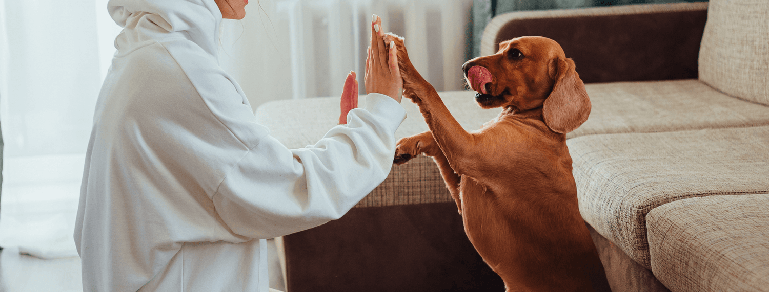 Cane e padrone: un legame di amore