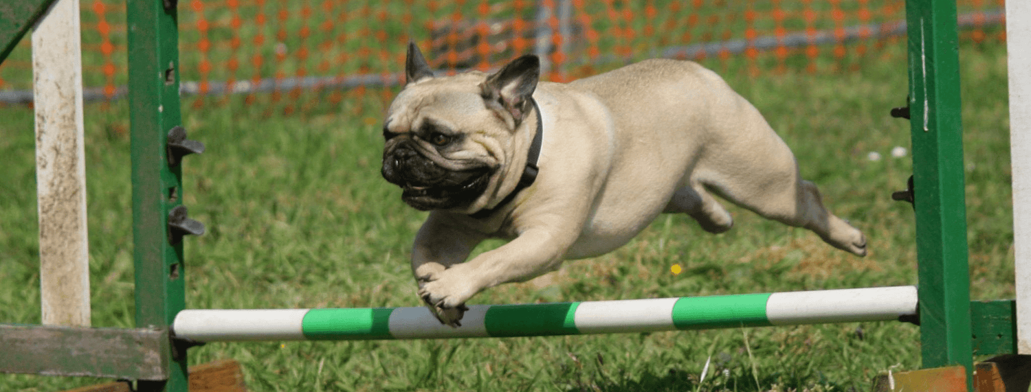 Cani e Sport: un binomio perfetto