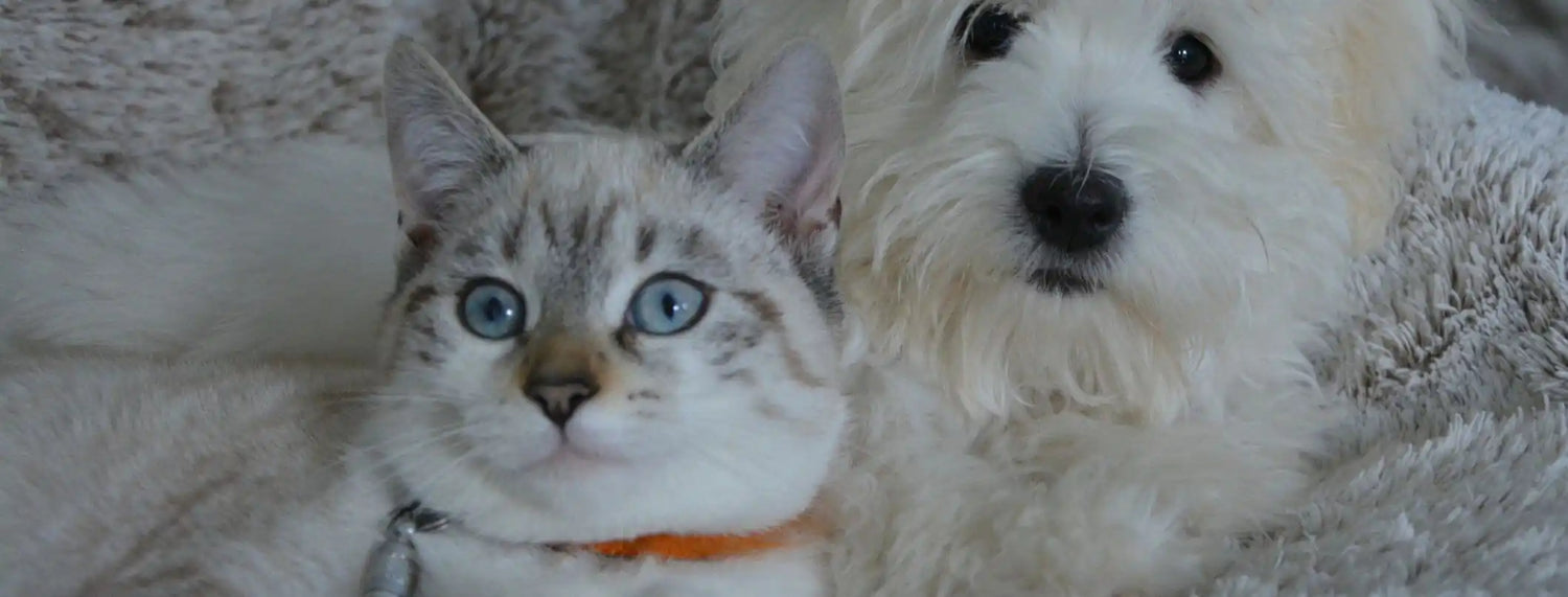 Cani e gatti, amici o nemici? Approfondimenti, La voce del Brand, Puppy, Razze canine, Razze gatti, Veterinaria  bauzaarit.myshopify.com 