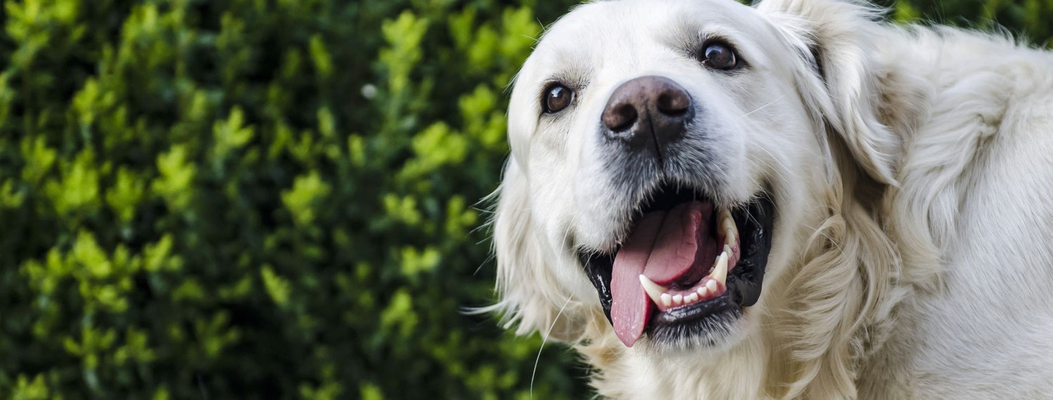 Caratteristiche del cane estroverso