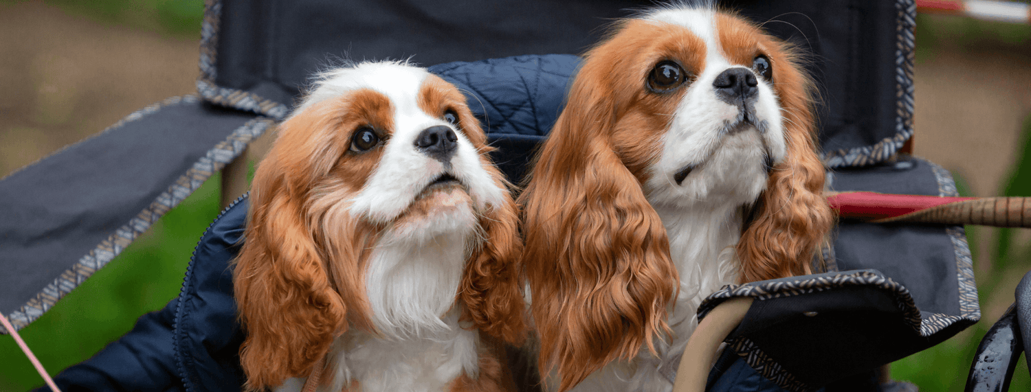 Cavalier King