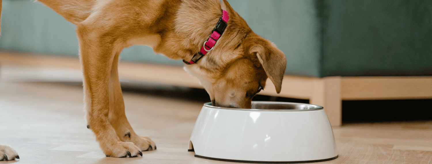 Cibo ipoallergenico per cani